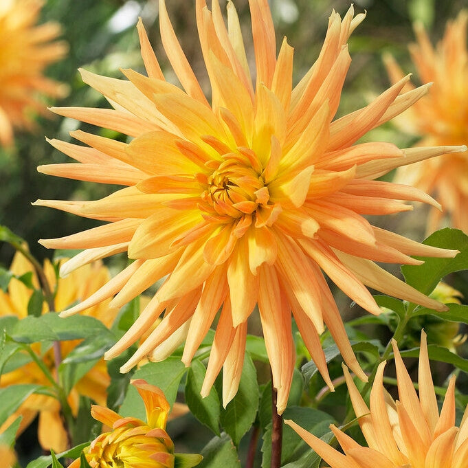 Dahlia Cactus Gold Crown 1-pakning